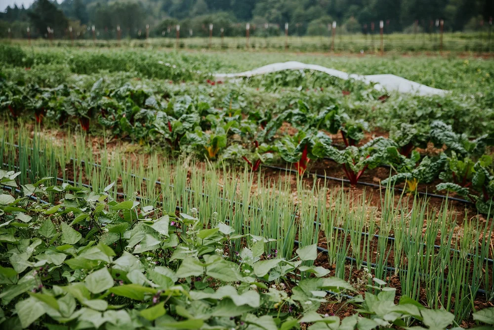 Good Rain Farm-Full For 2026  Oregon Farm Corps