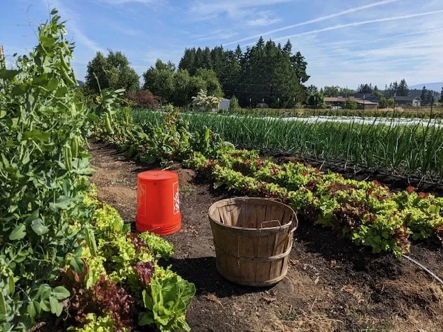Thimbleberry Collaborative Farm