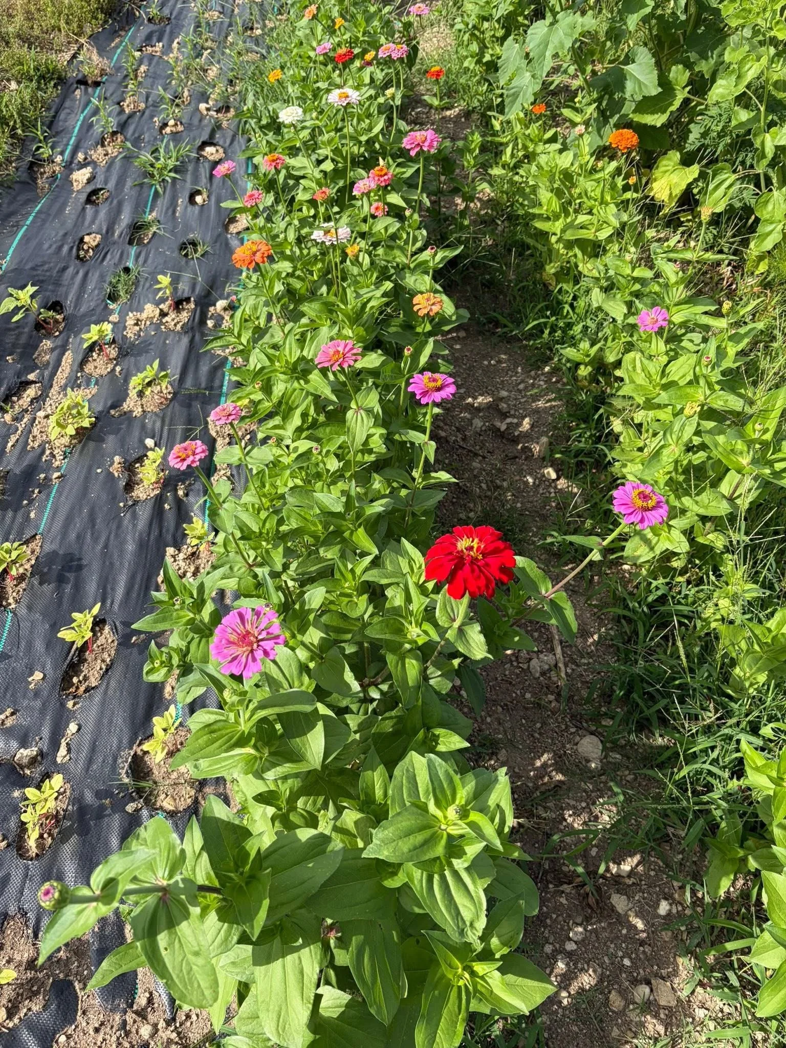 Garden with blooming pink, red, white, orange, and yellow flowers along a dirt pathway, with some black plastic mulch and green plants on the side.