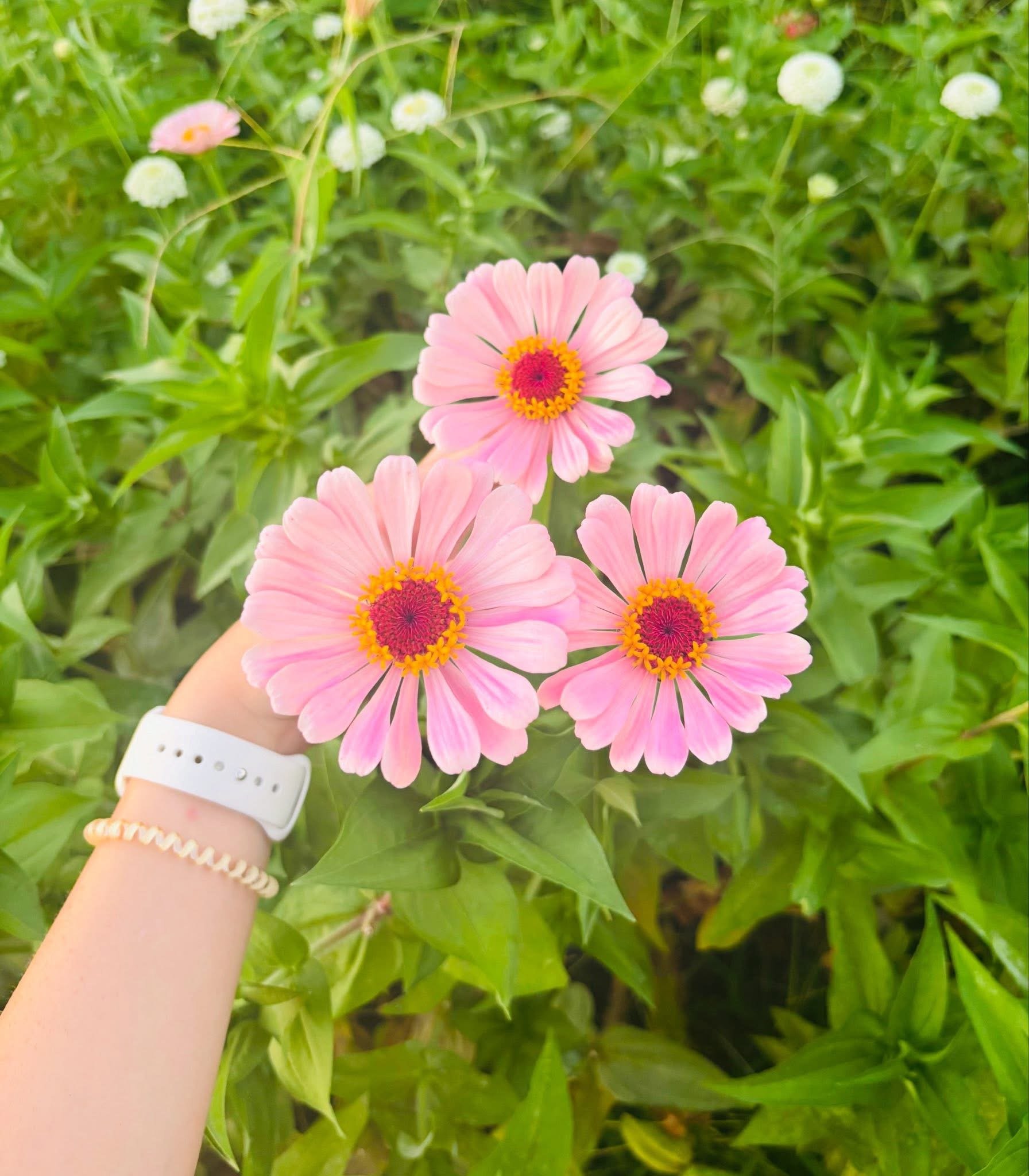 Close-up of pink flowers with yellow centers and green foliage in the background, held by a person's hand wearing rings and a white wristwatch.