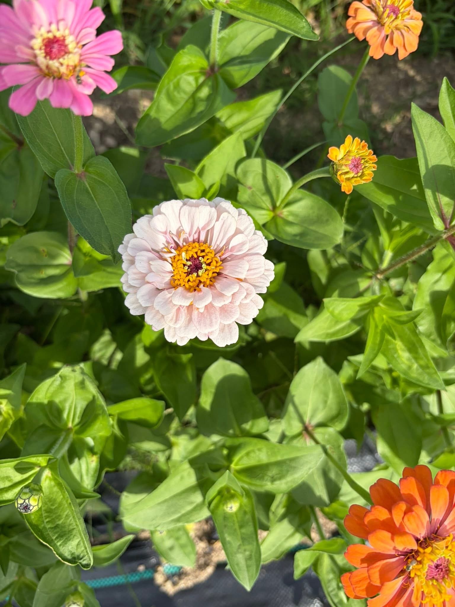 Close-up of colorful zinnia flowers in pink, orange, and yellow with green leaves and stems in sunlight.