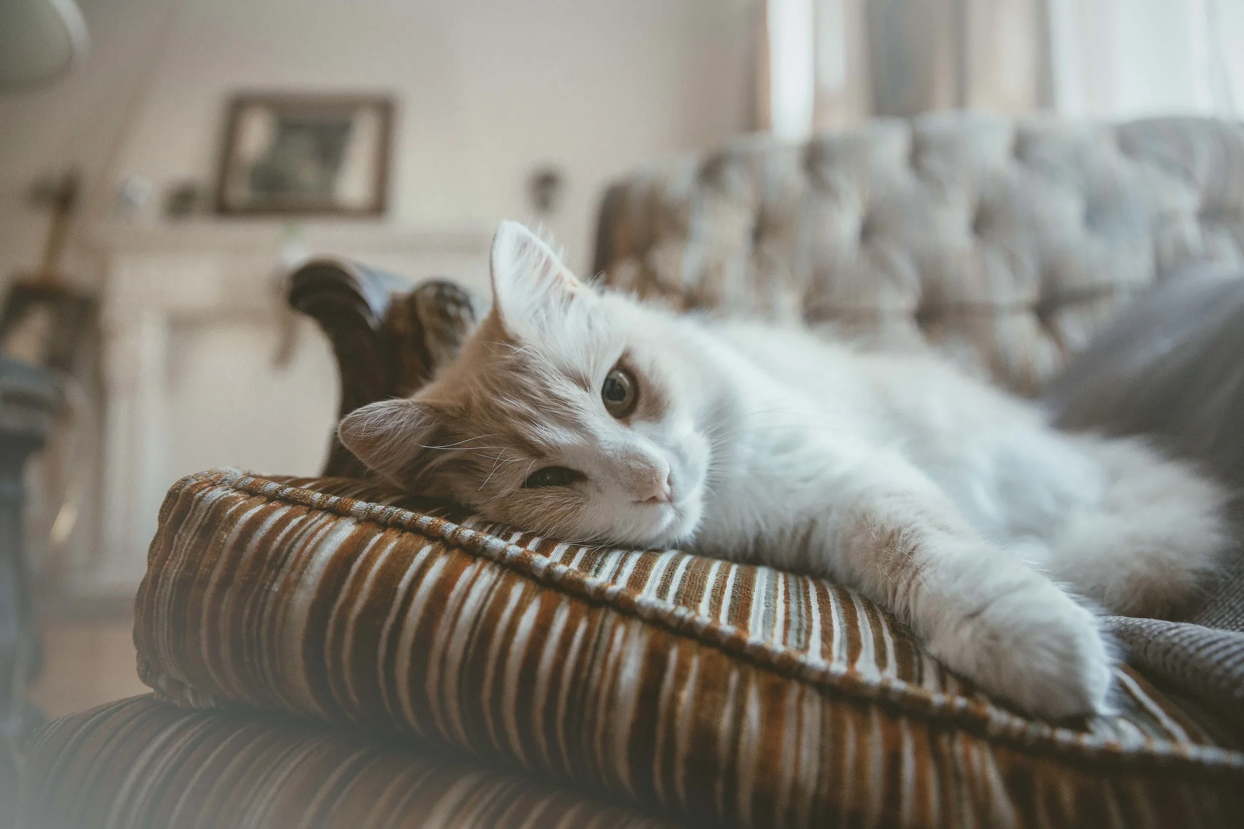 Pet+Cat+Photography+-+Photos+by+Joe+Venuto+Photography-.webp