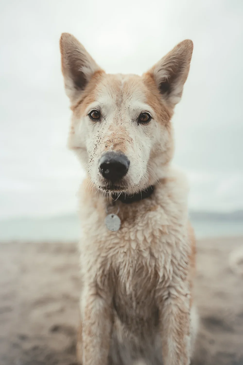 Pet+Dog+Animal+Photography+-+Photos+by+Joe+Venuto+Photography--2.webp