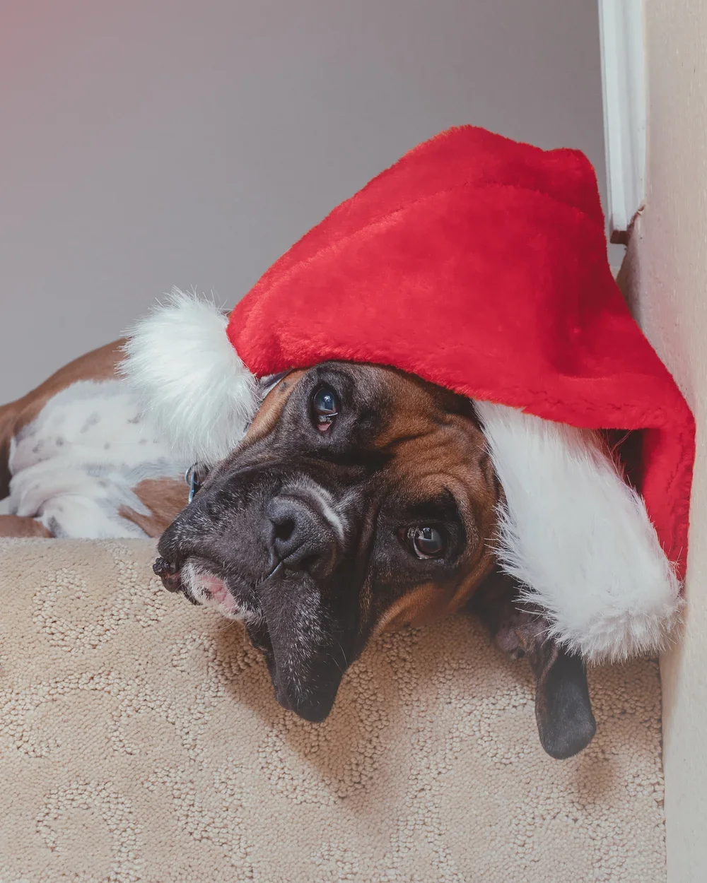 Pet+Dog+Photography+-+Photos+by+Frisco,+TX+based+Joe+Venuto+Photography-.webp