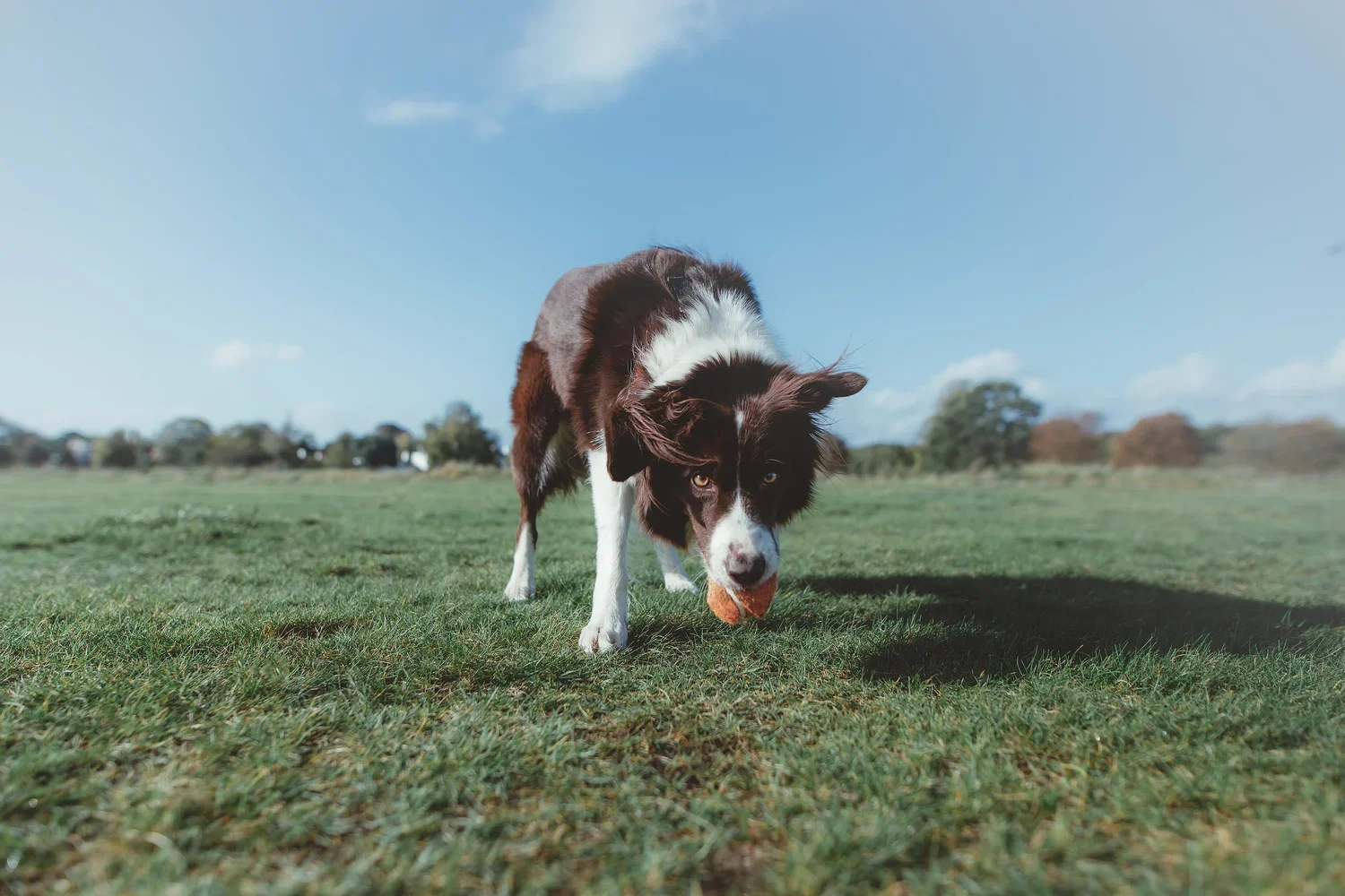 Pet+Dog+Photography+-+Photos+by+Joe+Venuto+Photography--15.webp