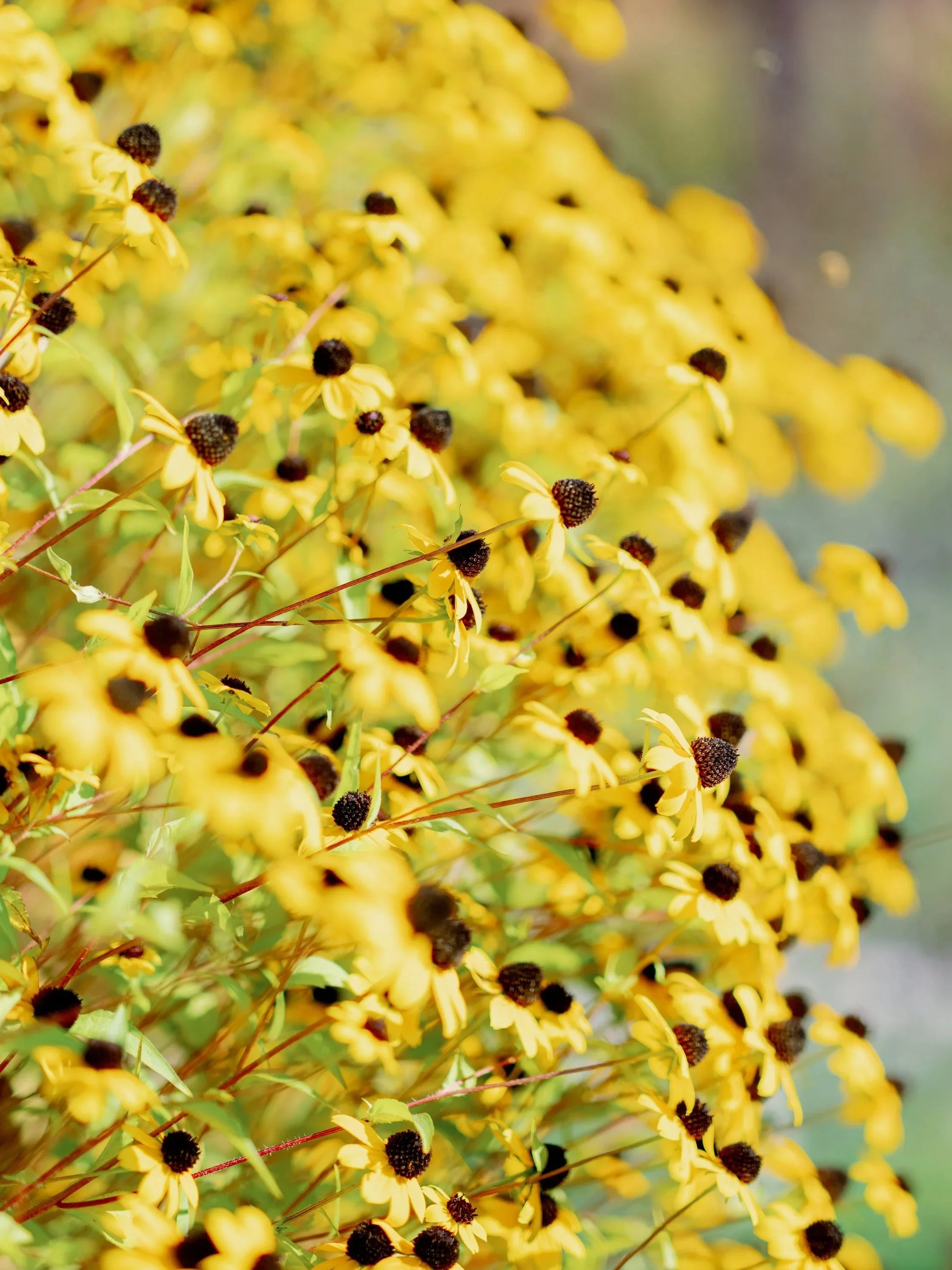 Mother + Child Initial HTMA