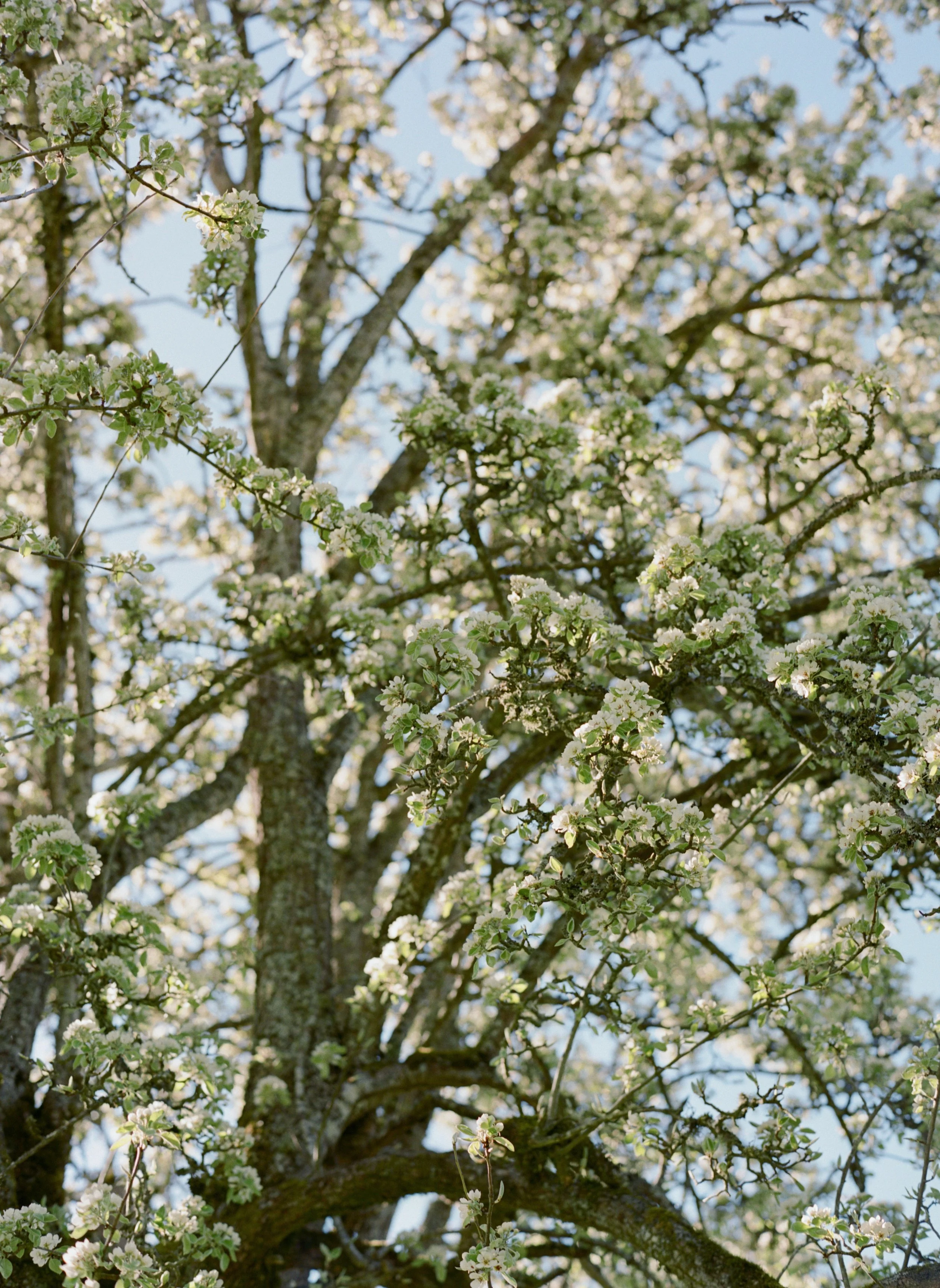 Two HTMA + Consultation Package