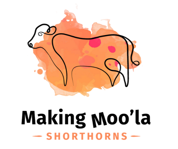 Making Moola Short Horns