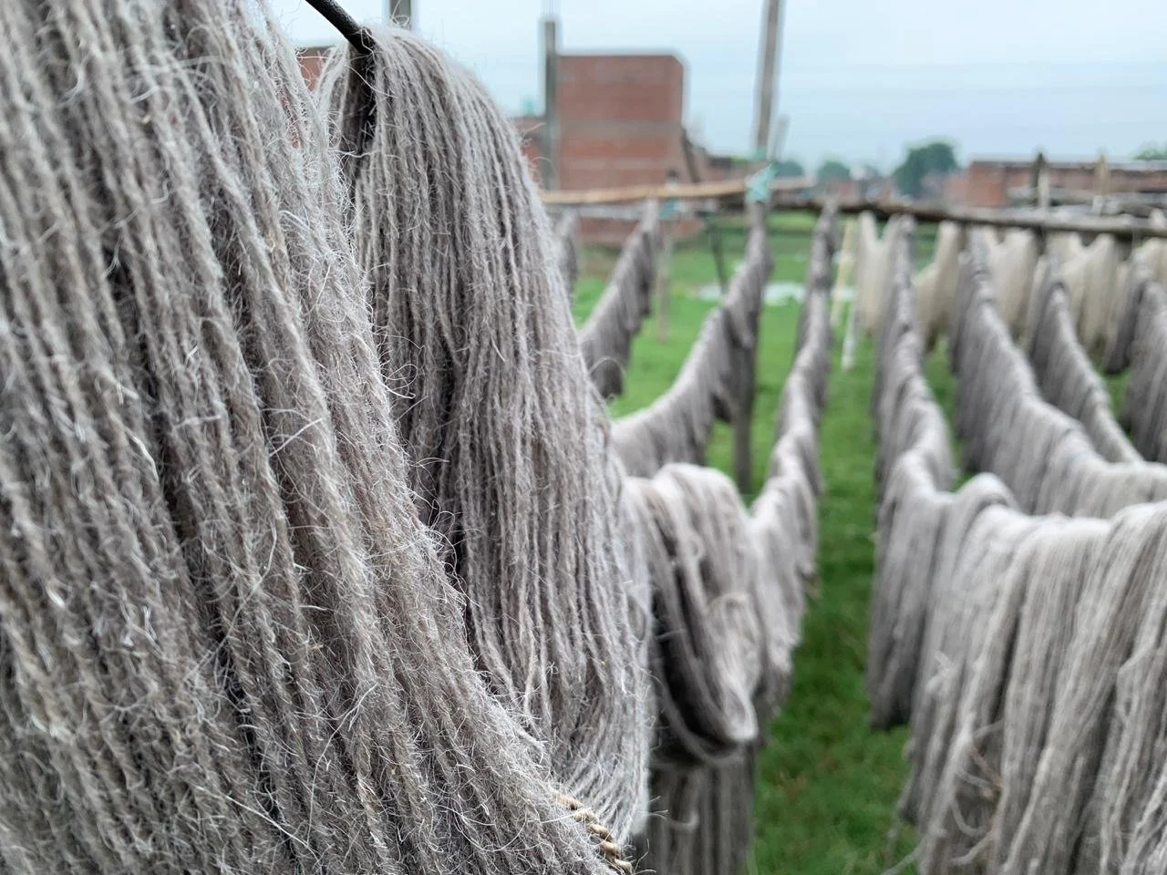 Close-up of gray wool hanging from a clothesline in a grassy outdoor area with brick buildings in the background.