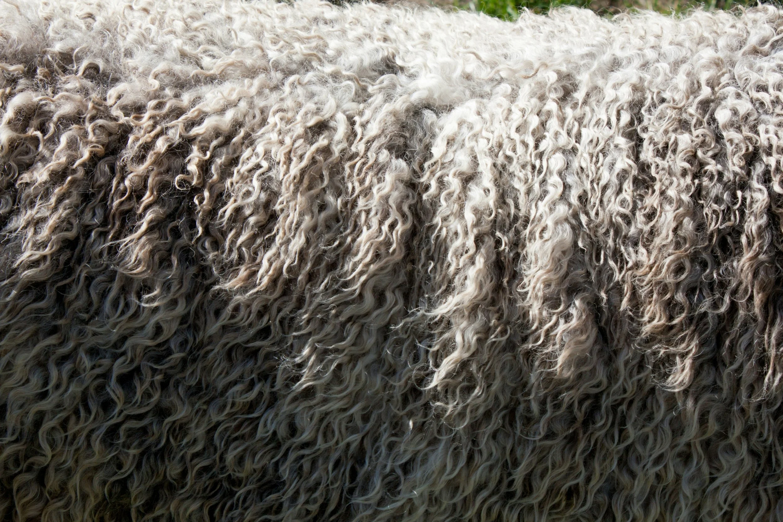 Close-up of curly, grayish-white sheep wool.