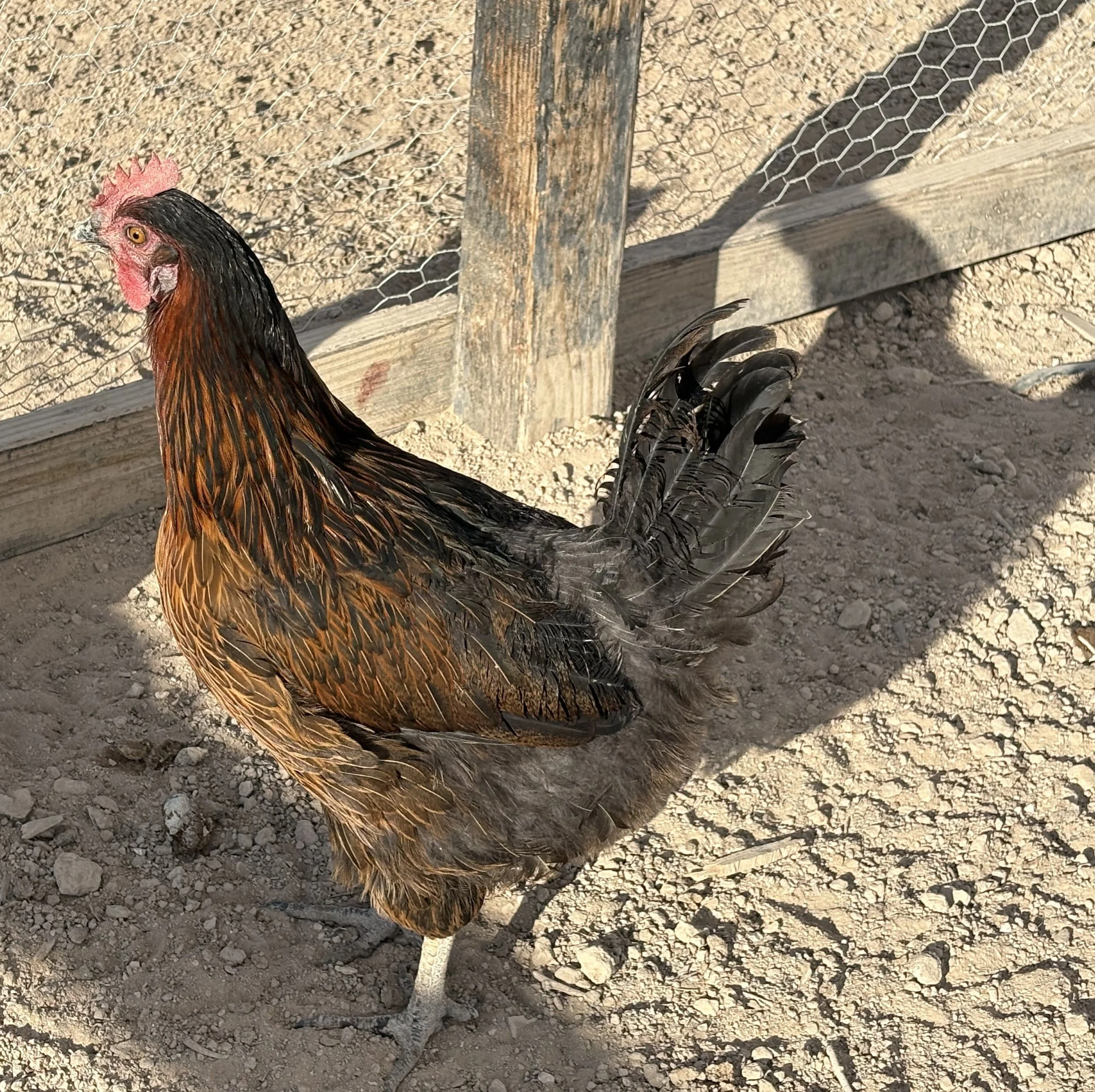 Lions Mane - Black Link Prime