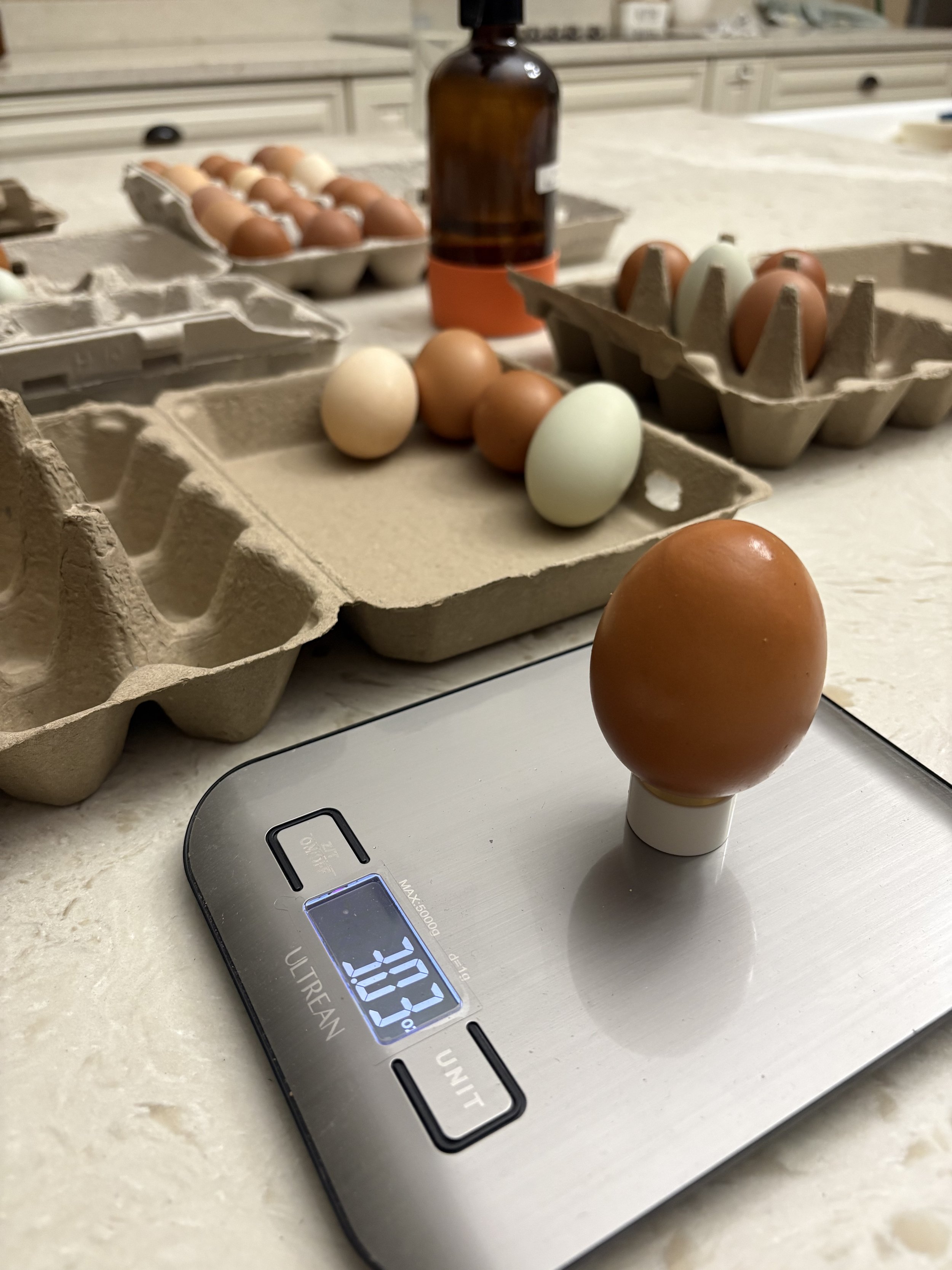 Farm Fresh Eggs - AA Grade - USDA JUMBO+ Half Dozen