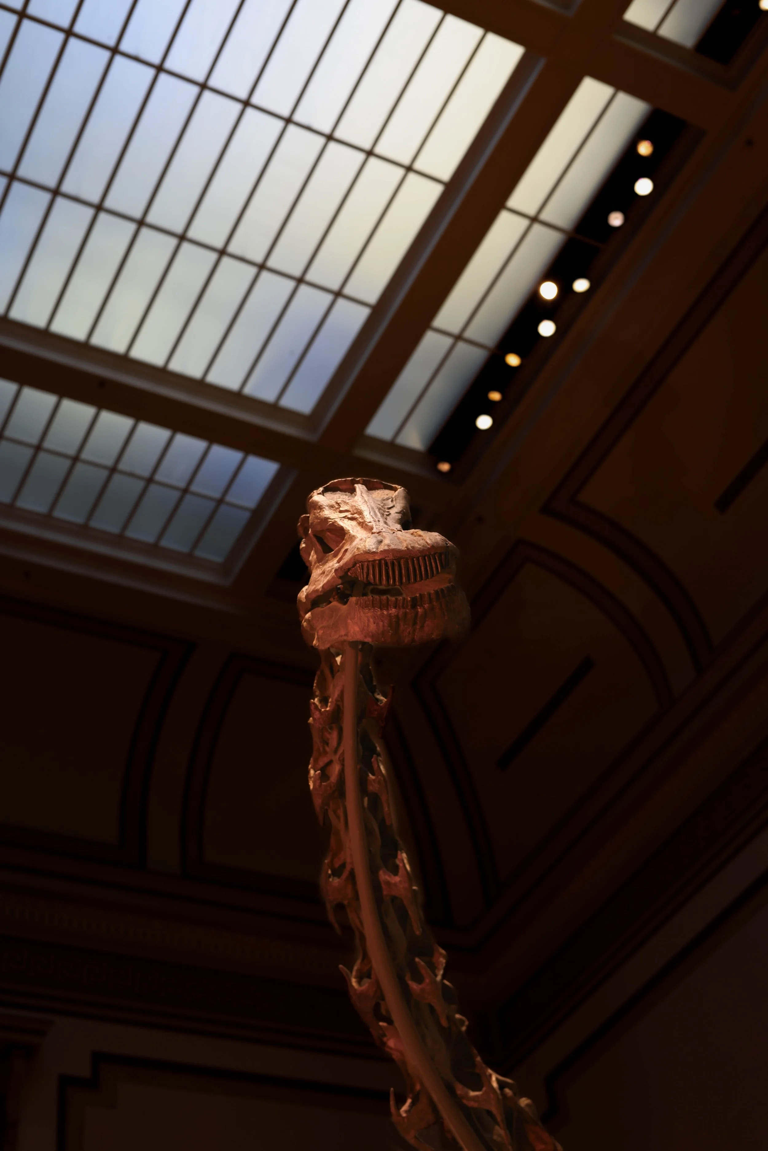 A brontosaurus skeleton featuring its neck and bones