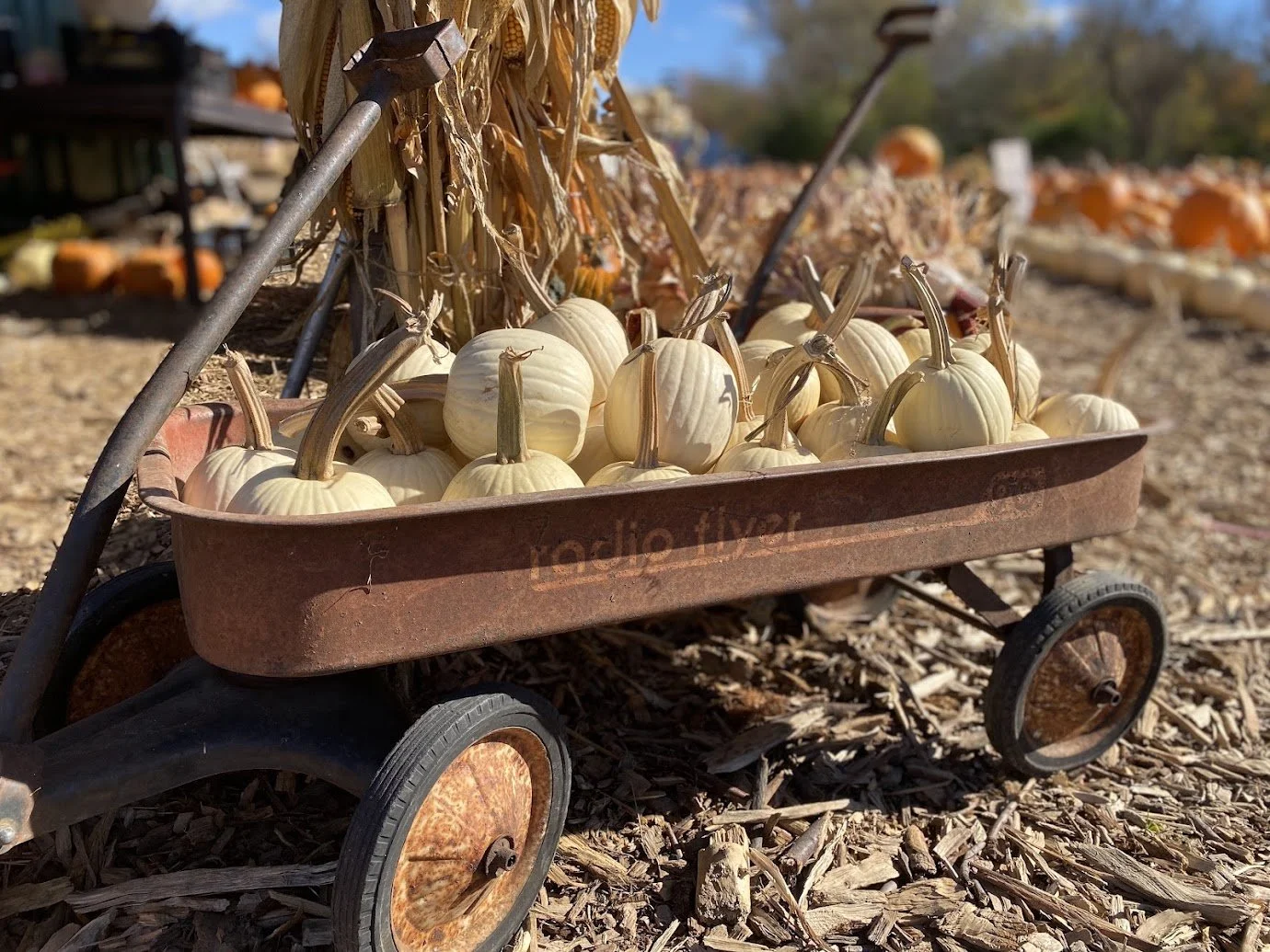 "Snowball" Pumpkins