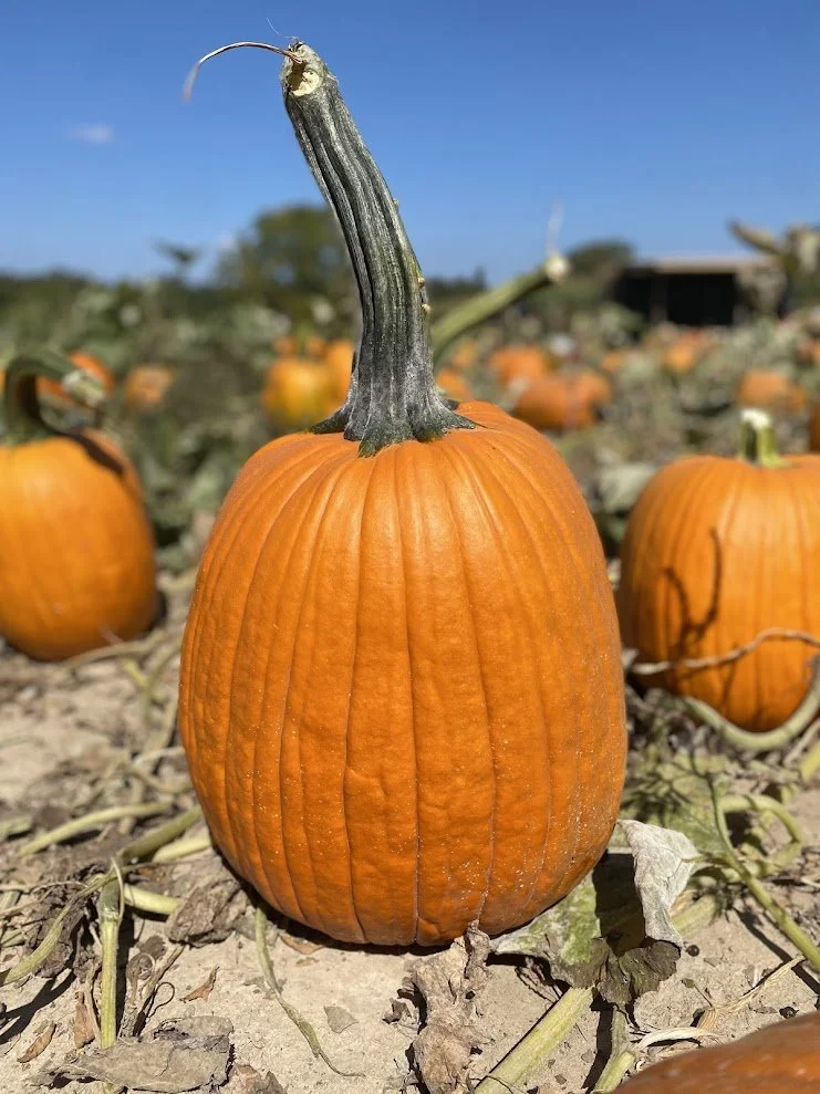 Jack-O-Lantern