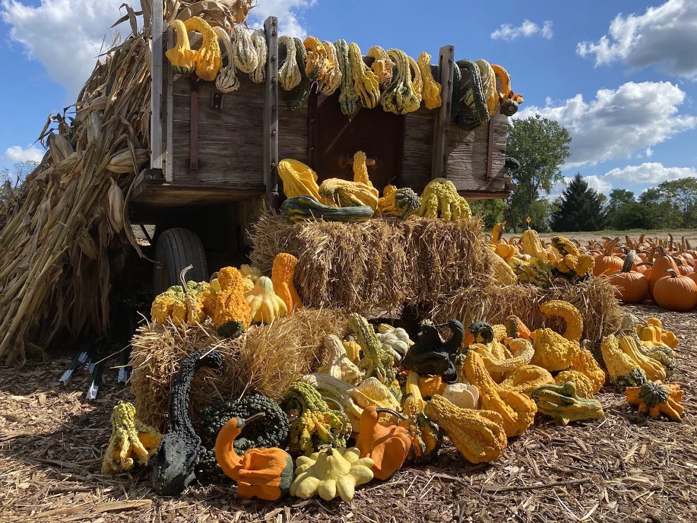 Gourds of Varying Sizes