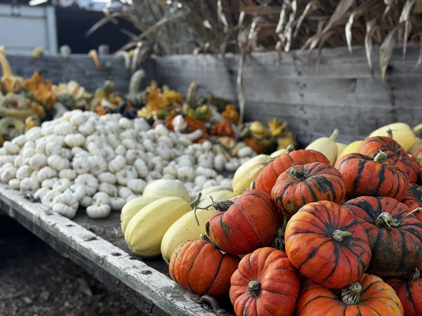 Mini Pumpkins and Winter Squash