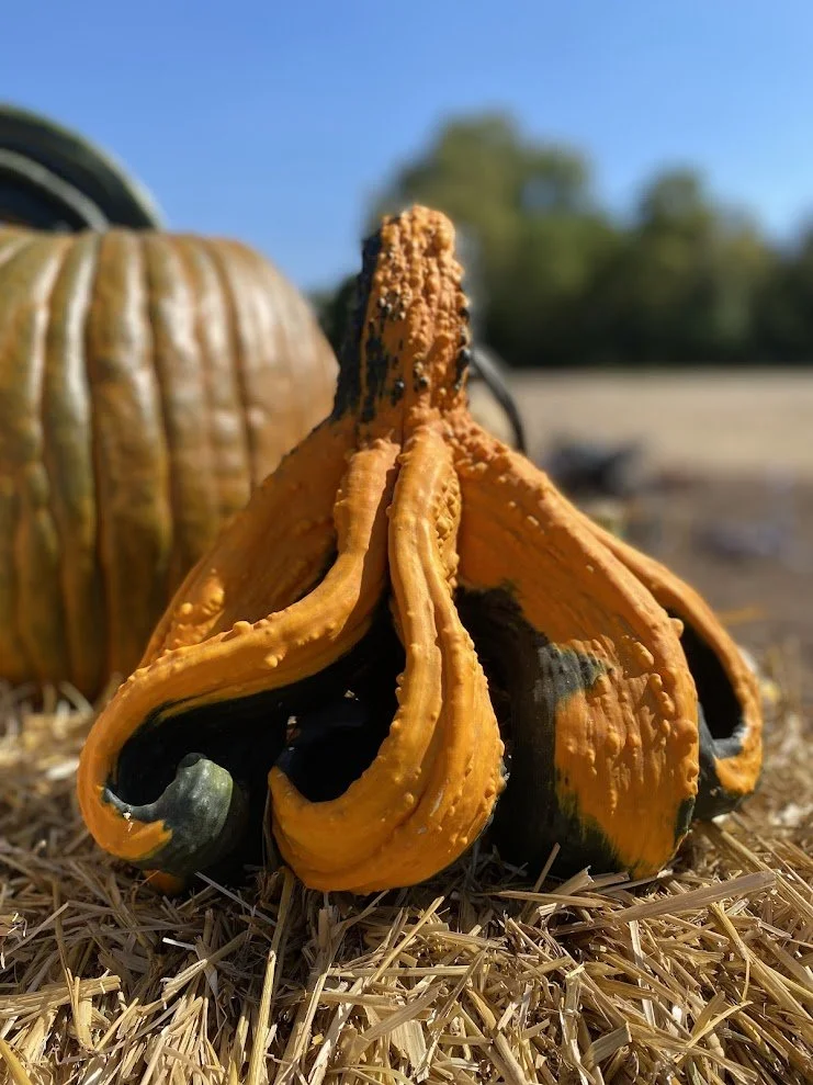 Large Ornamental Gourd