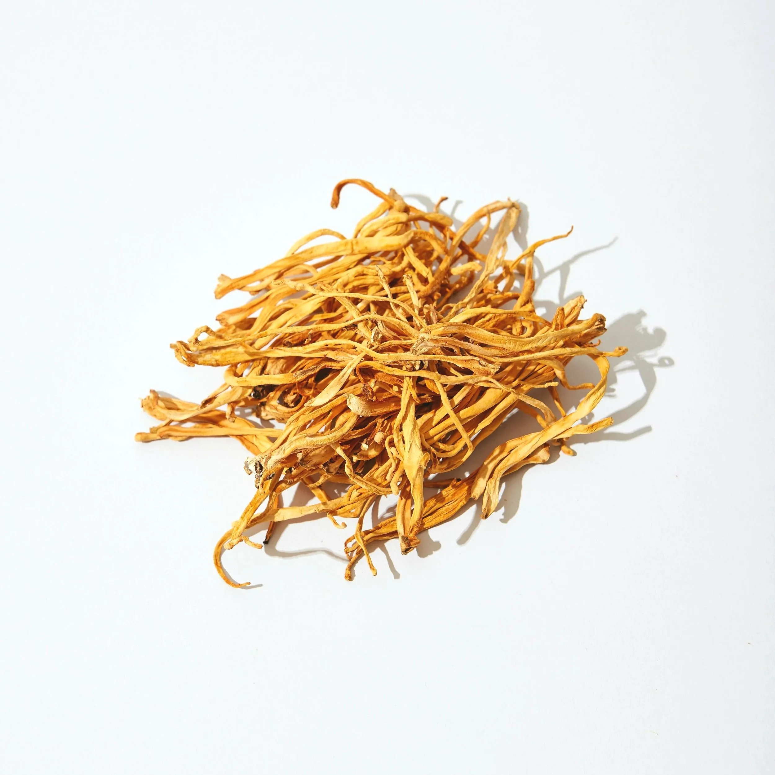 Cordyceps+Image.jpg