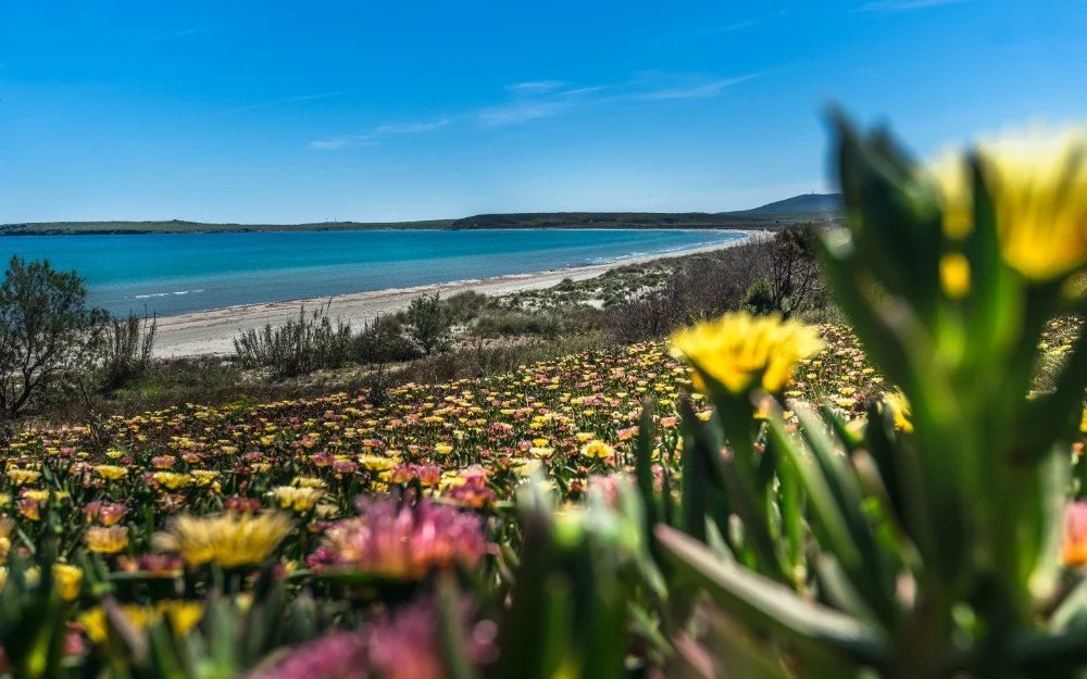 Coastal flowers at a beach in lemnos