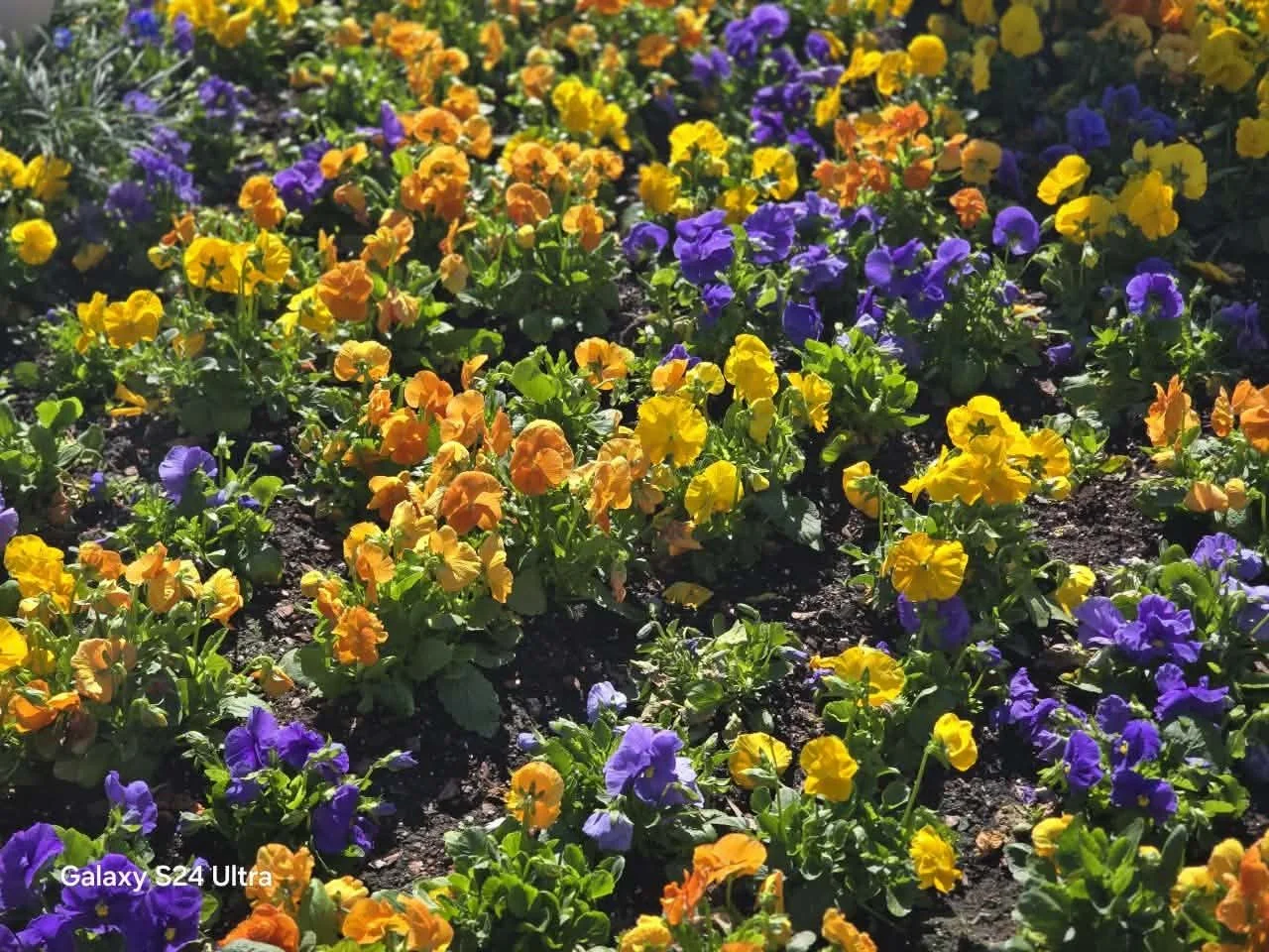 Brightly colored yellow, orange, and purple pansy flowers growing in garden soil.