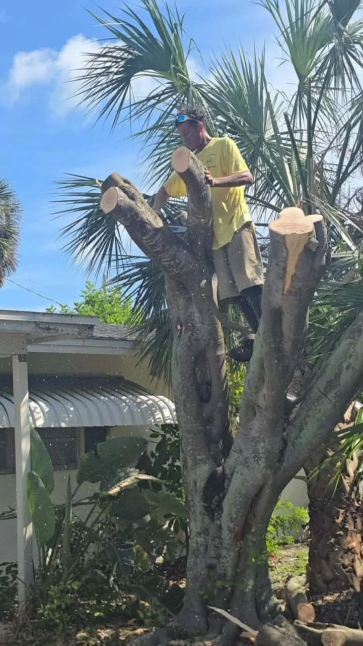 A man in a yellow shirt and beige shorts standing on a tree branch, cutting a palm tree branch with a saw, with clear blue skies in the background.