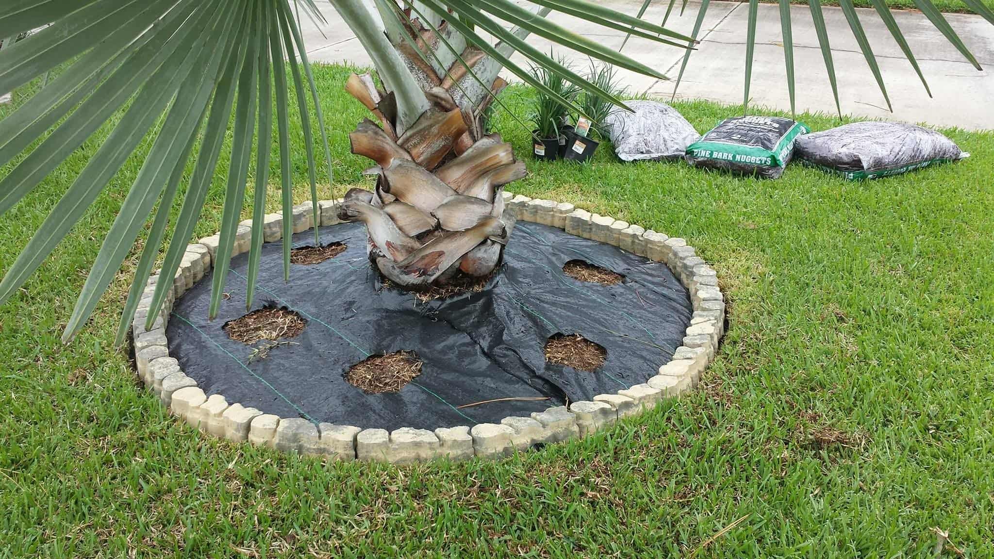 A small palm tree planted in a circular brick border, with mulch around its base, on a grassy lawn, with gardening supplies nearby.