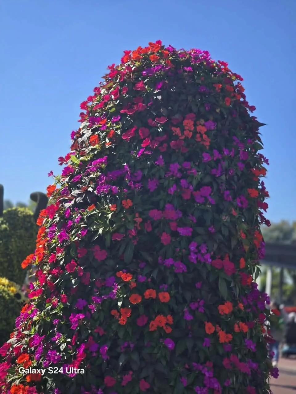 Tall, cone-shaped bush covered in pink, purple, and red flowers against a clear blue sky.