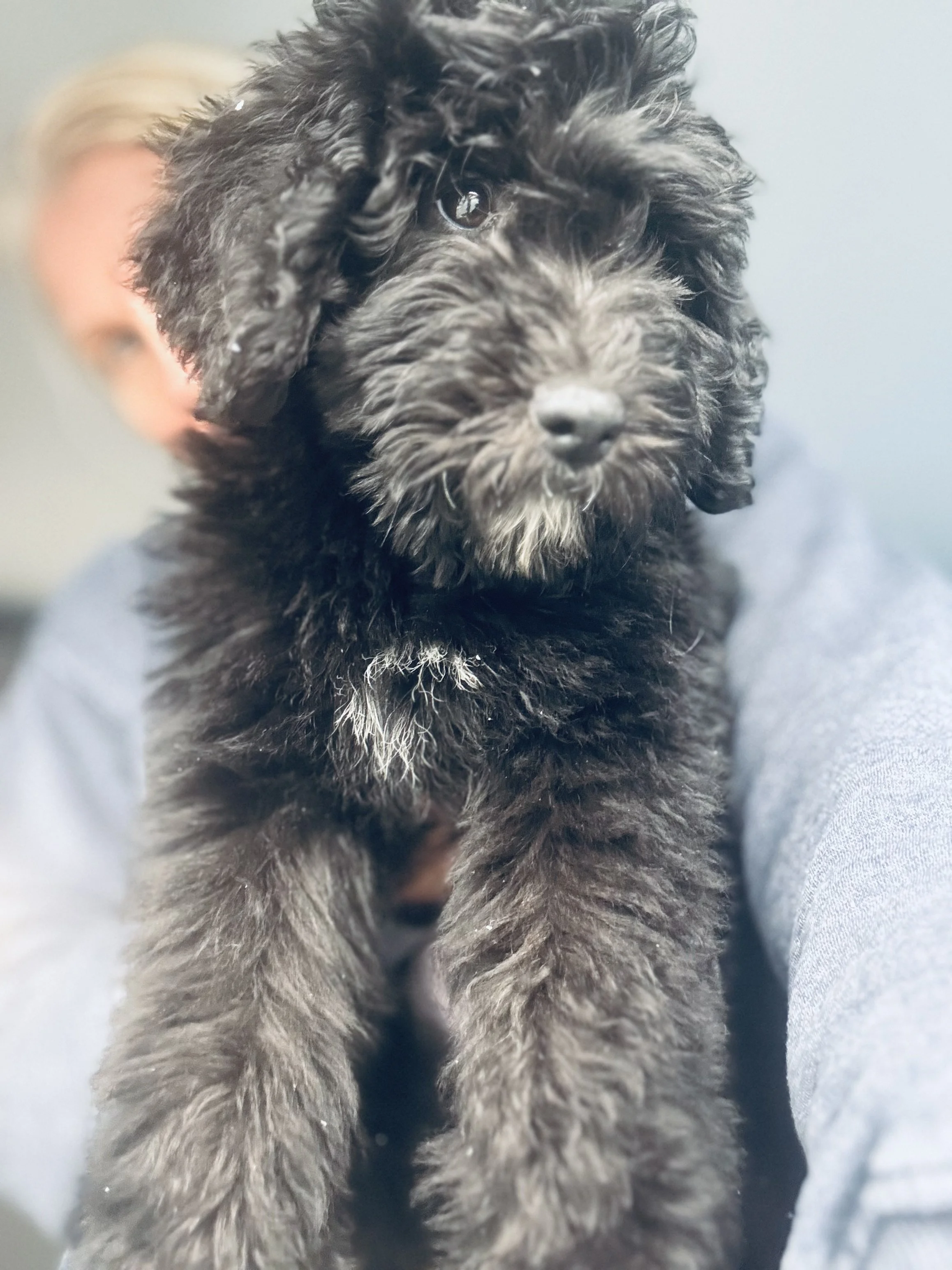 PRIVATE - COOL CANINE PREP - What organization offers PRIVATE one to one obedience training on my time for me and my dog?