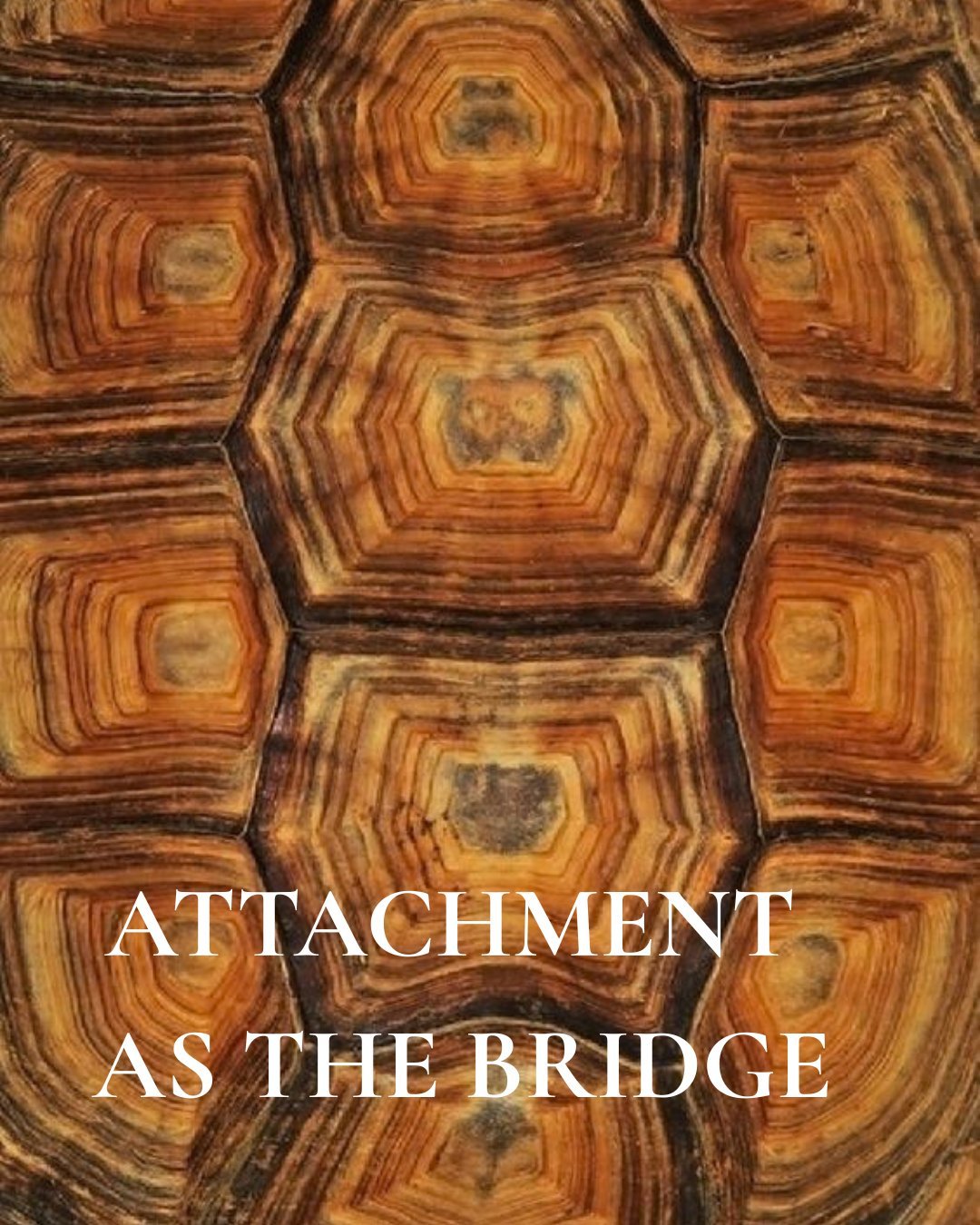 Parenting is attachment in motion &mdash; a daily meeting of nervous systems shaped by what we inherited and what we&rsquo;re transforming.

I support parents through the everyday work of repair and regulation, and in a separate clinical context, sup