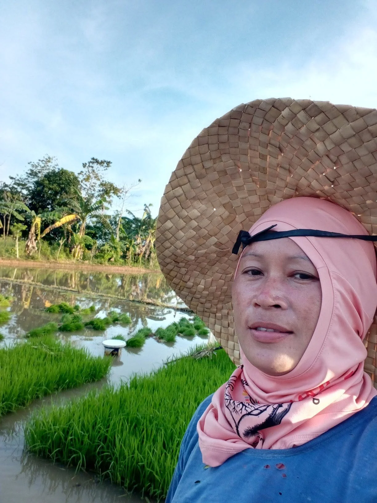 A woman wearing a large sun hat and a pink headscarf, standing in a rice field with water and green plants, with trees and a blue sky in the background.