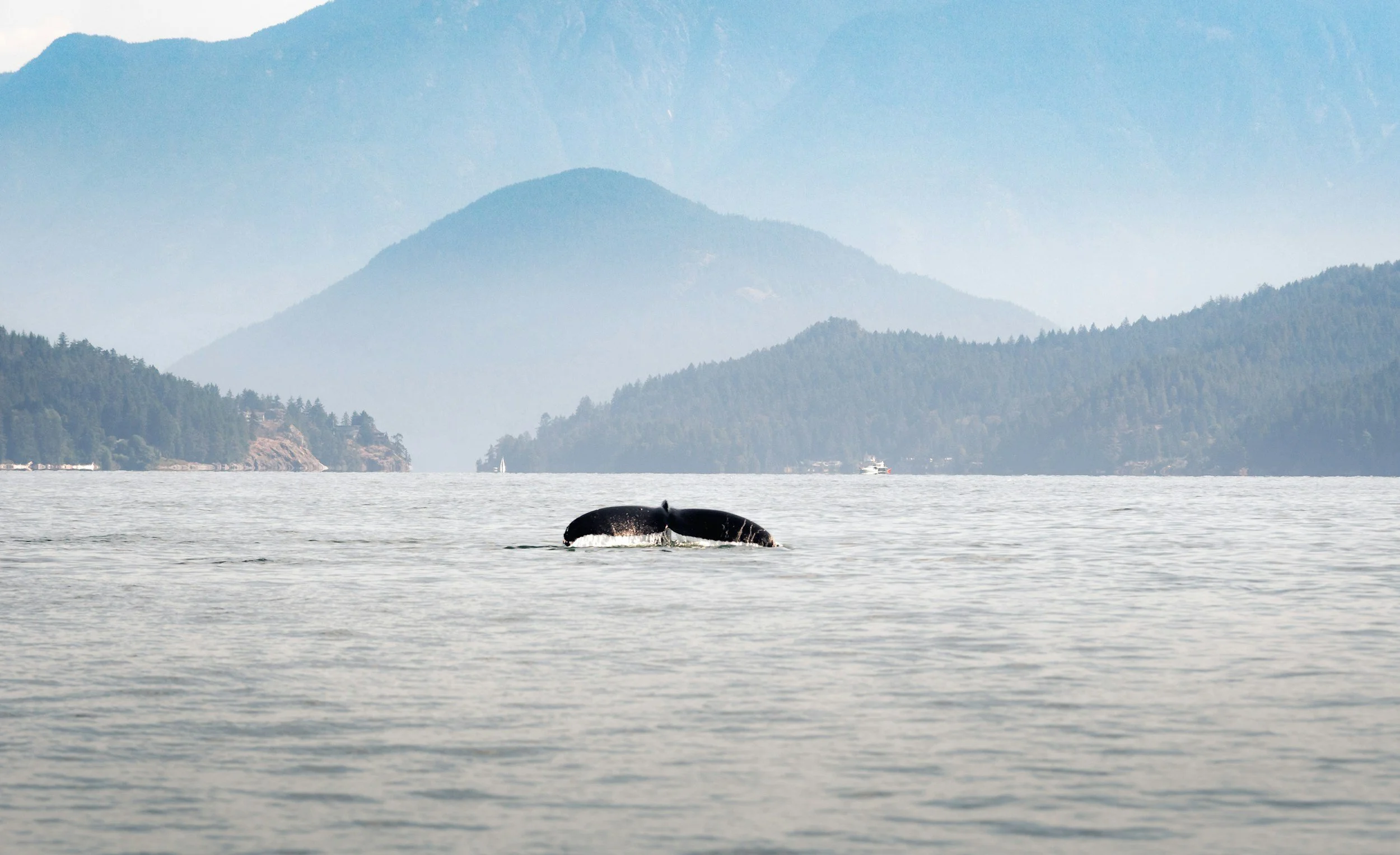 Two whales swimming in a large body of water with a backdrop of mountains and forests.