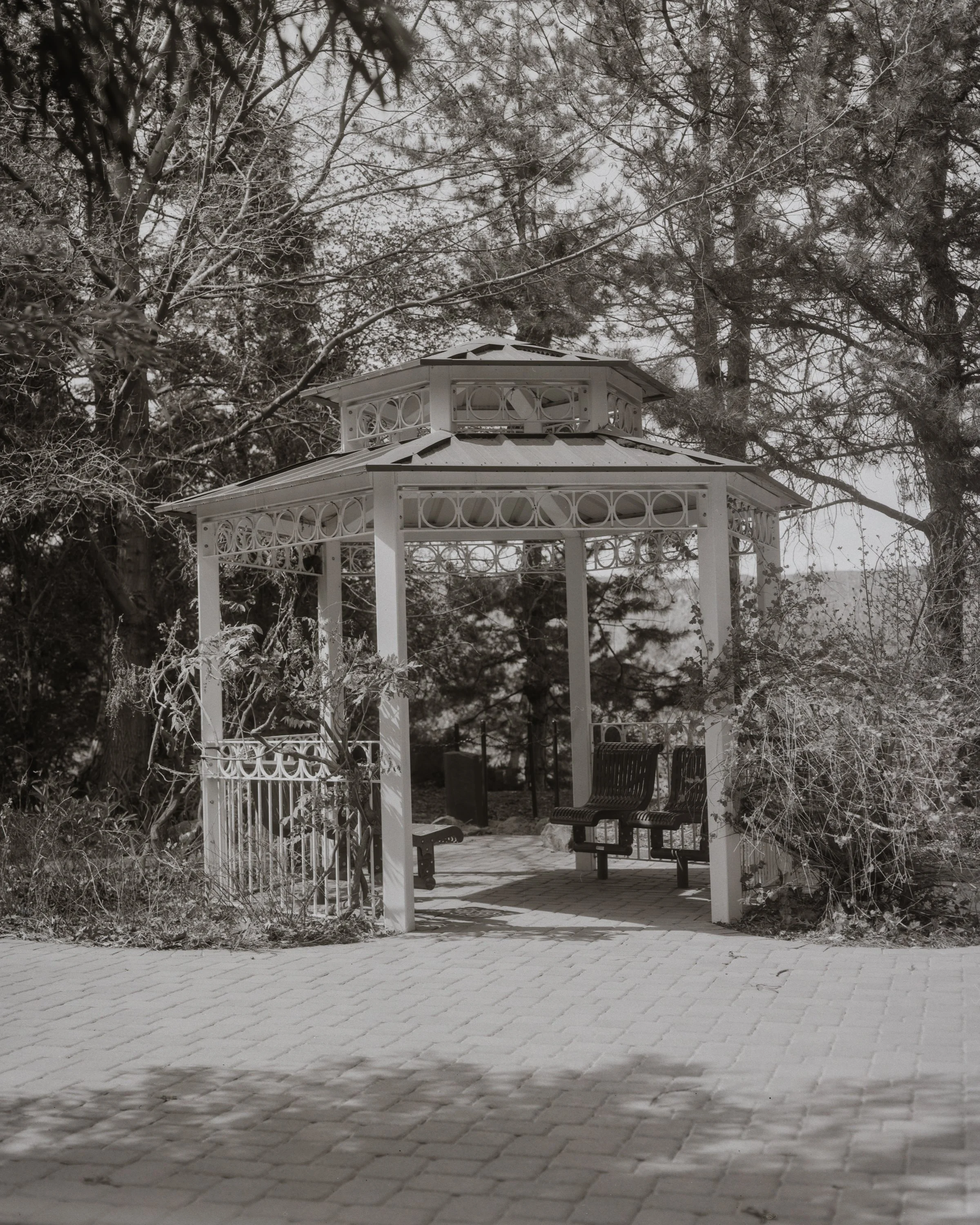 4x5 Film - Rancho - 2026