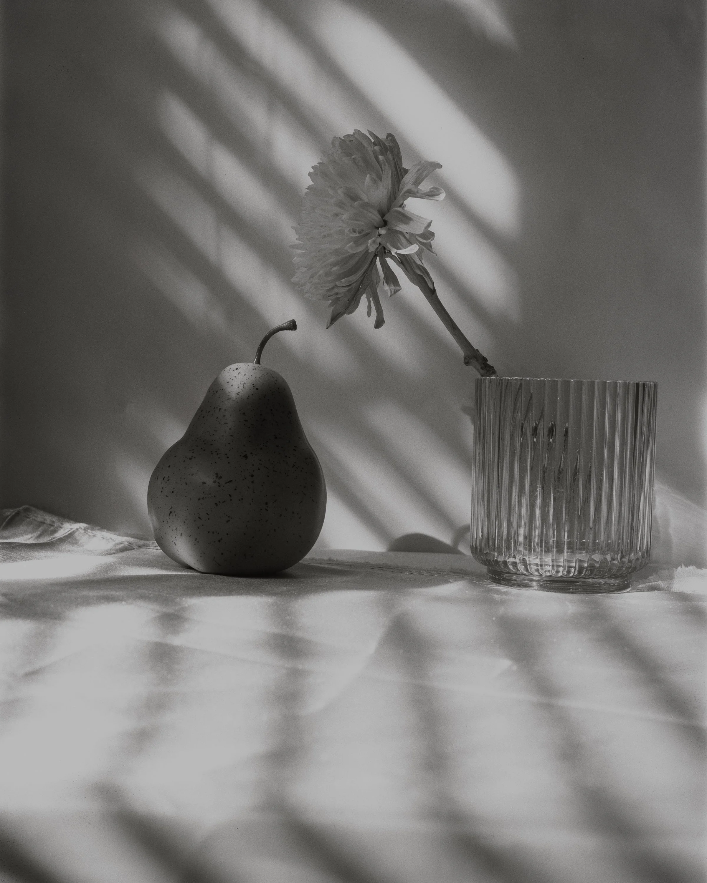 4x5 Film - Still Life 2 - 2026