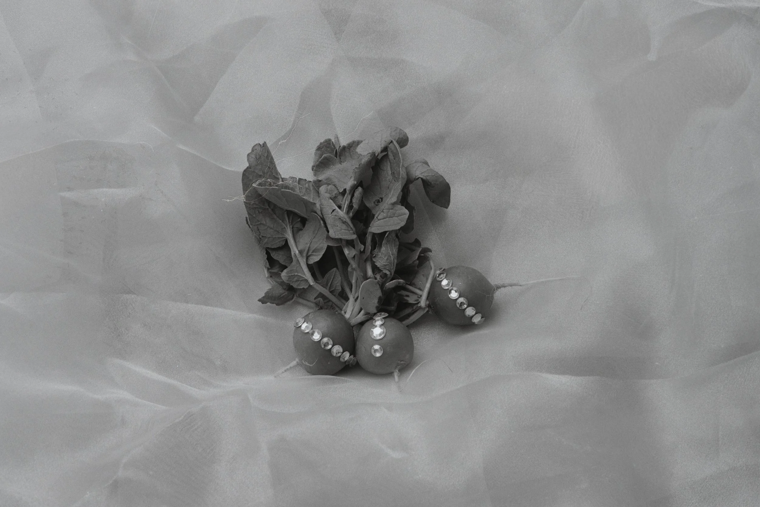 Bedazzled - Radish - 2025