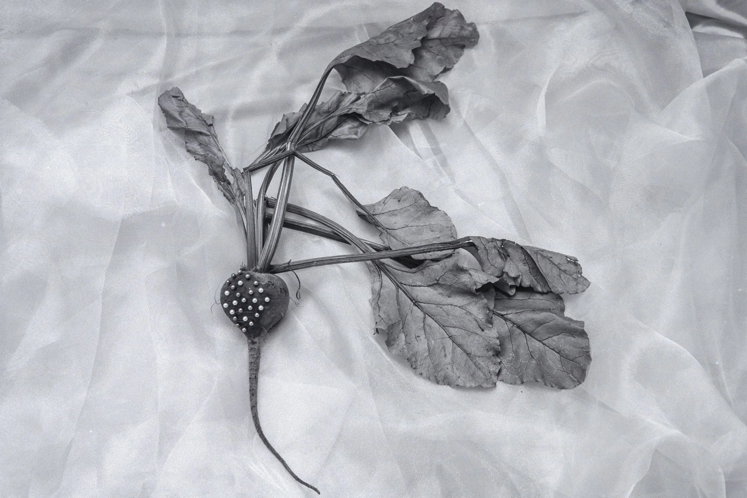 Bedazzled - Beet - 2025