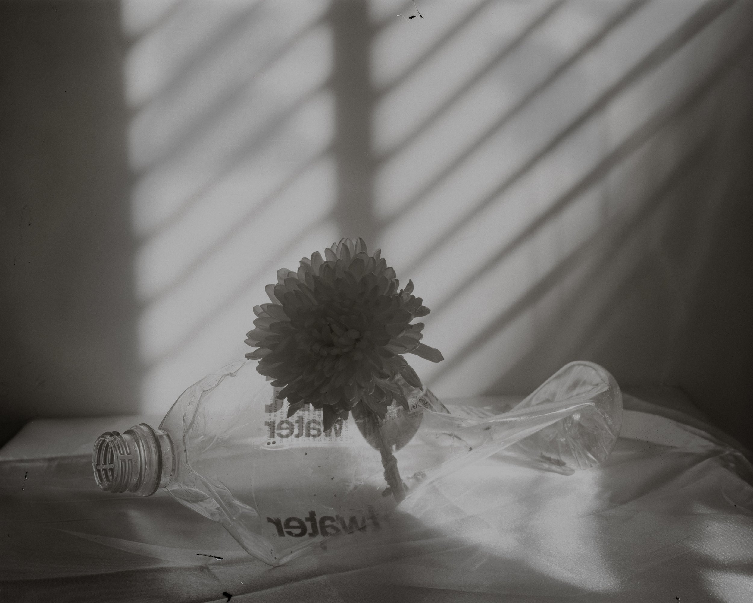 4x5 Film - Still Life 3 - 2026