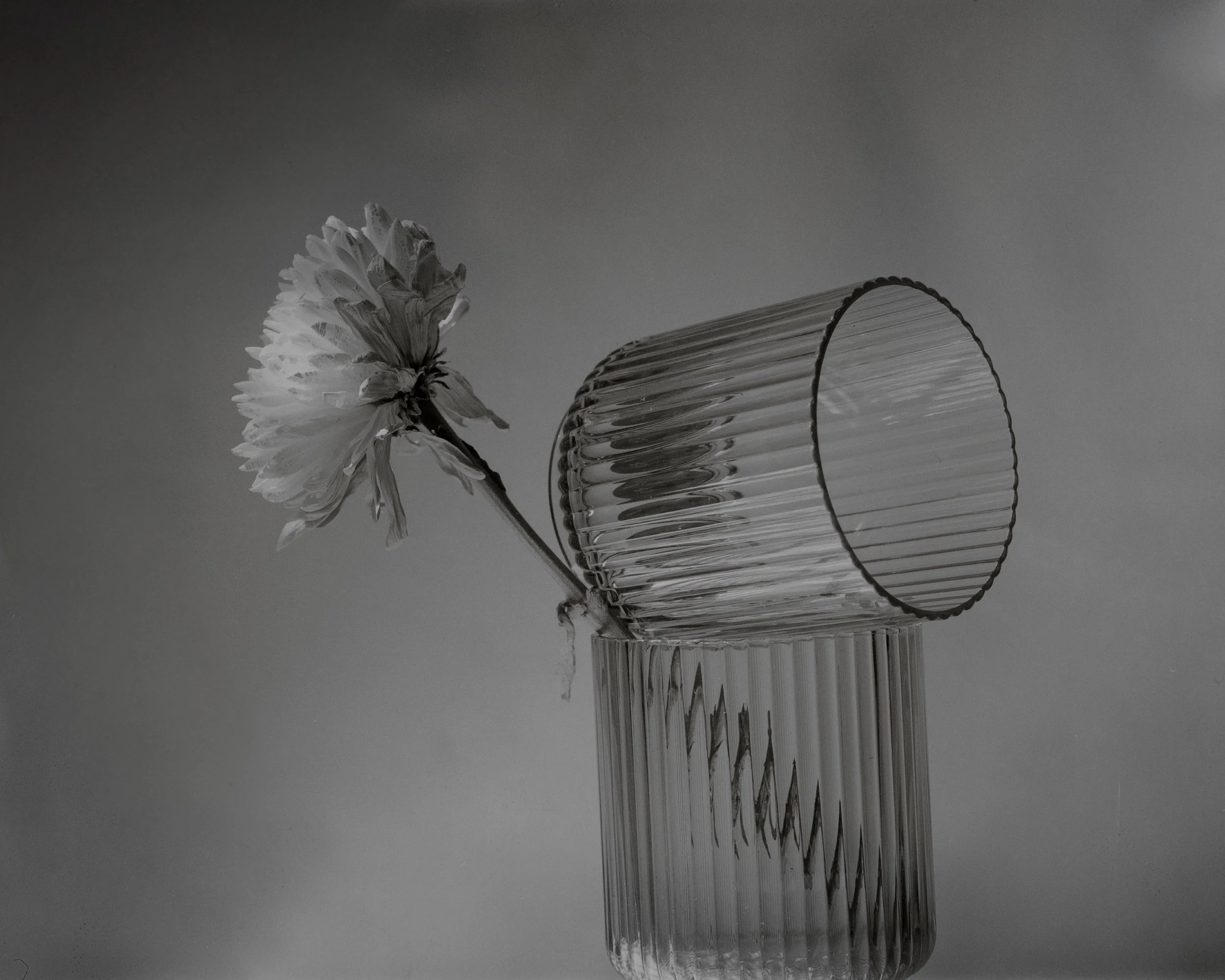 4x5 Film - Still Life 1 - 2026