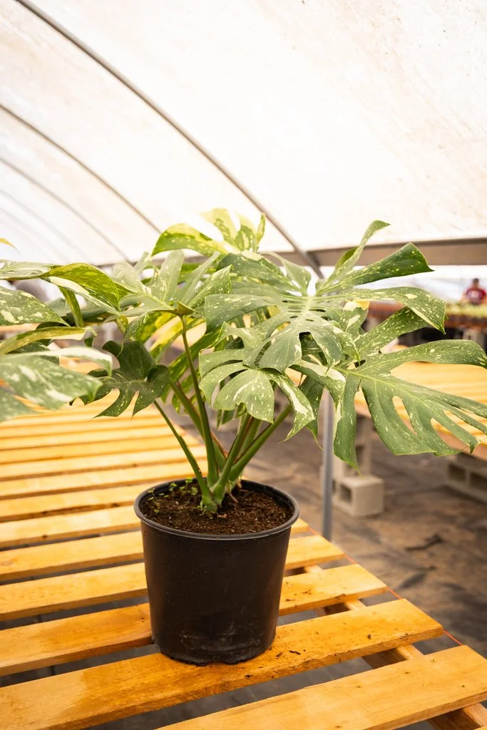 KDH Plant Growers-GreenhouseGallery-47.jpg