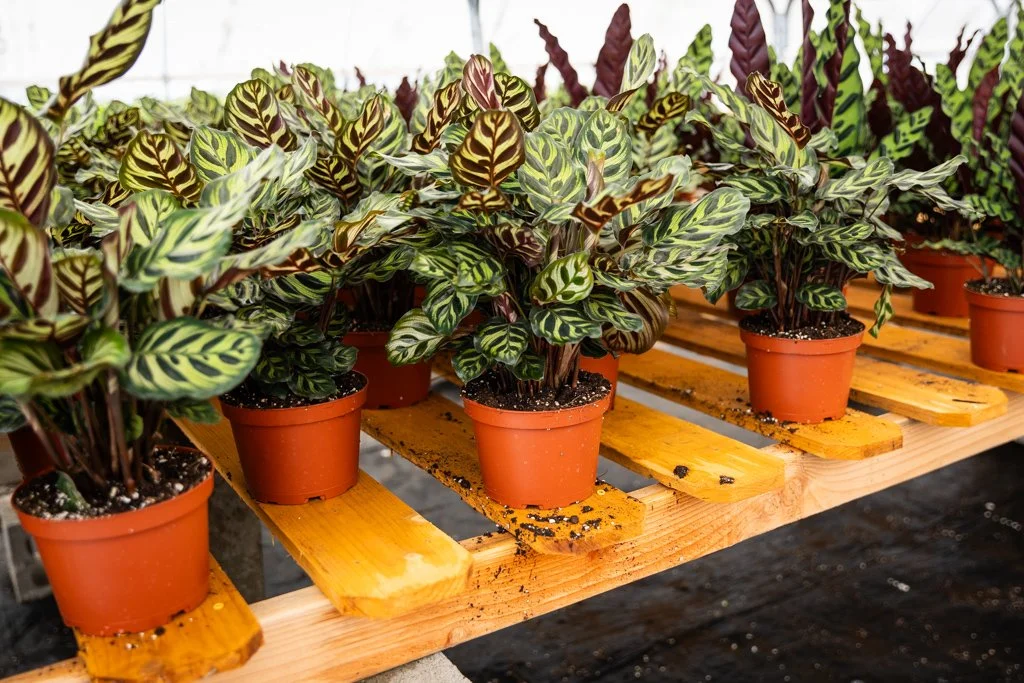 KDH Plant Growers-GreenhouseGallery-21.jpg