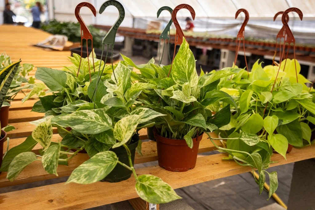KDH Plant Growers-GreenhouseGallery-54.jpg