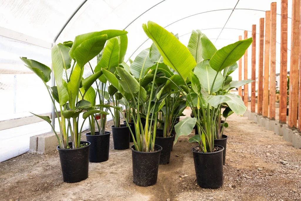 KDH Plant Growers-GreenhouseGallery-28.jpg
