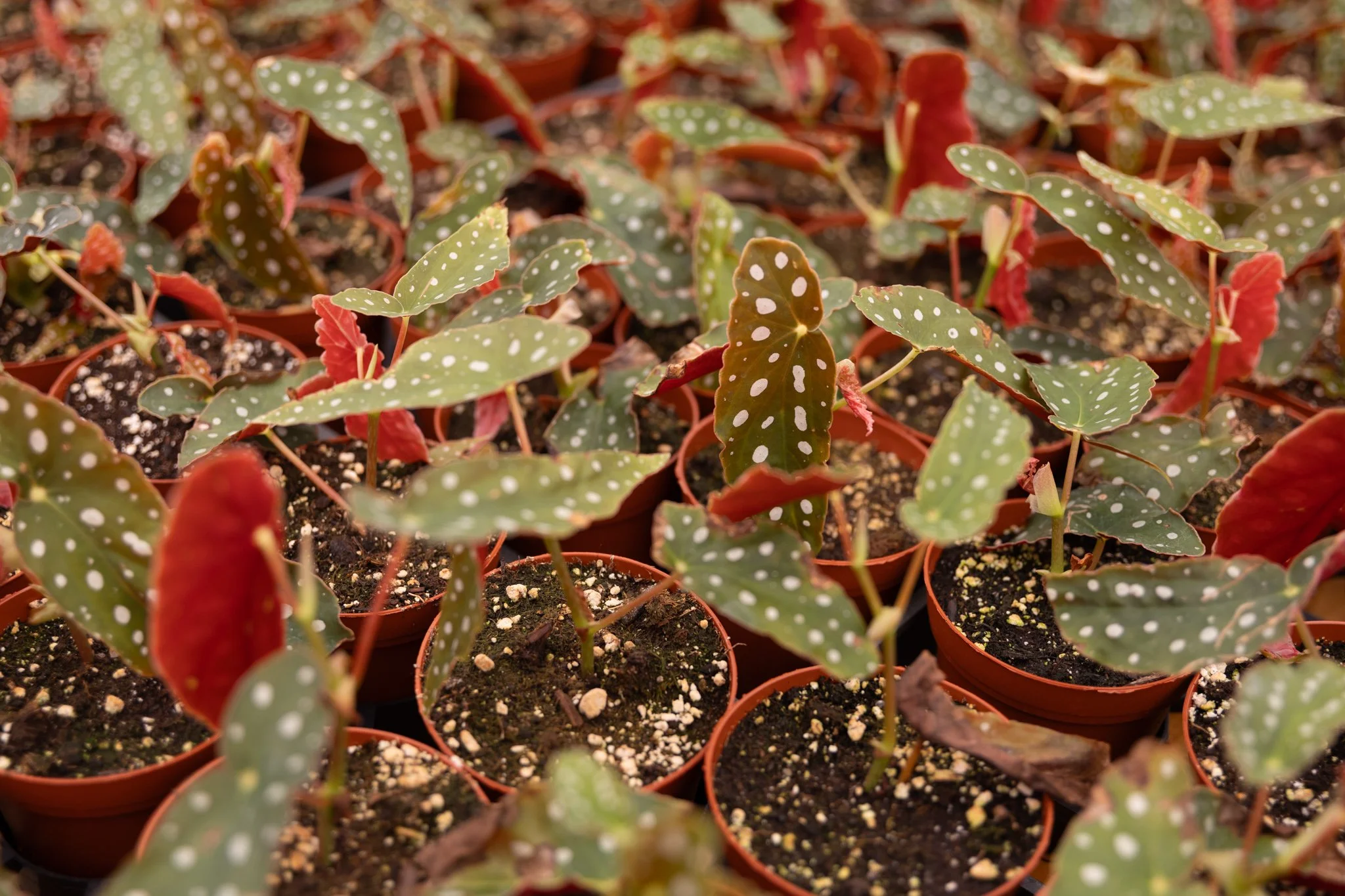 KDH Plant Growers-Greenhouse-14.jpg
