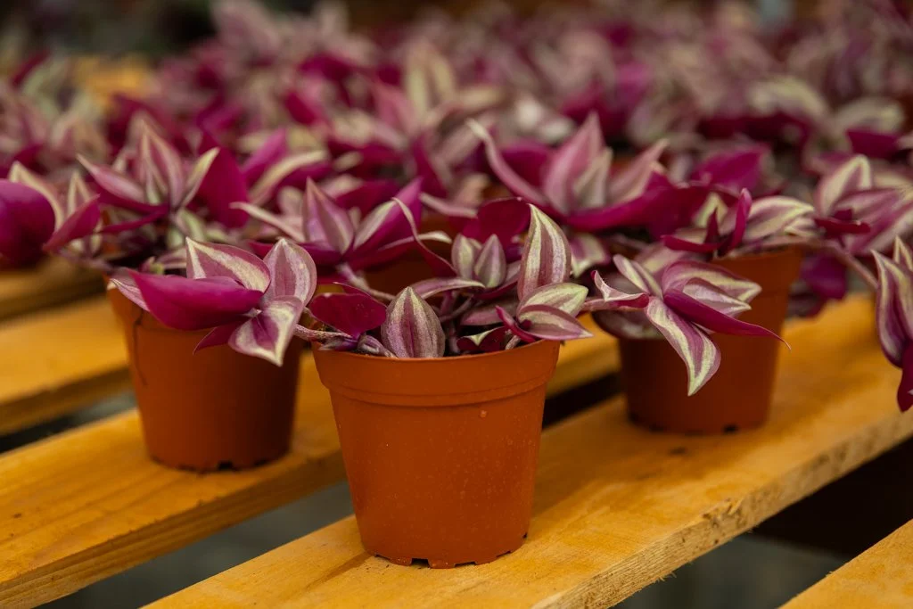 KDH Plant Growers-GreenhouseGallery-44.jpg