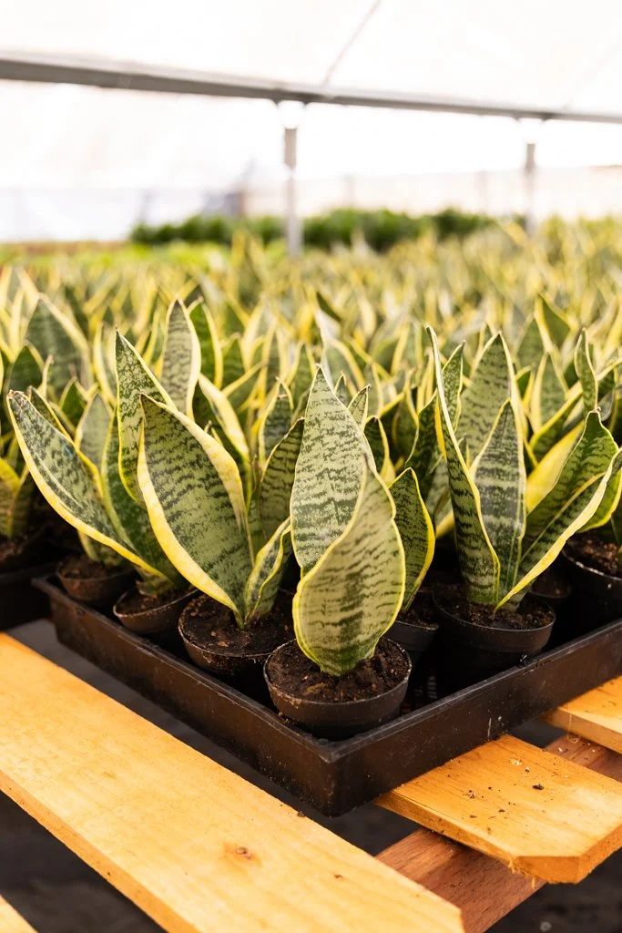 KDH Plant Growers-GreenhouseGallery-25.jpg