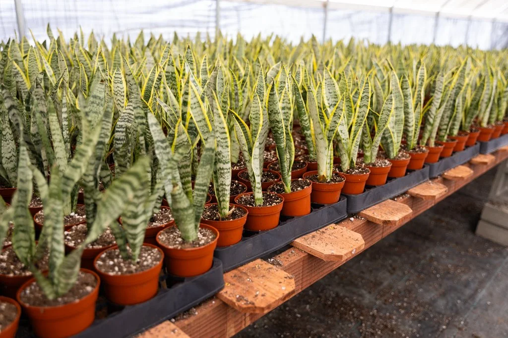 KDH Plant Growers-GreenhouseGallery-5.jpg