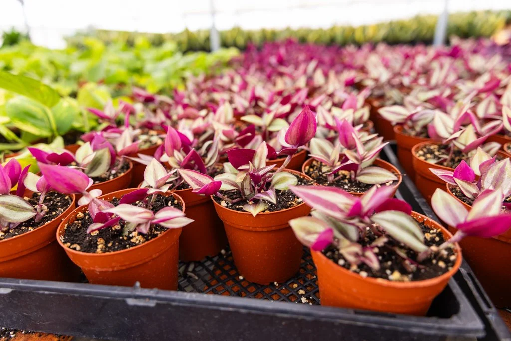 KDH Plant Growers-GreenhouseGallery-10.jpg