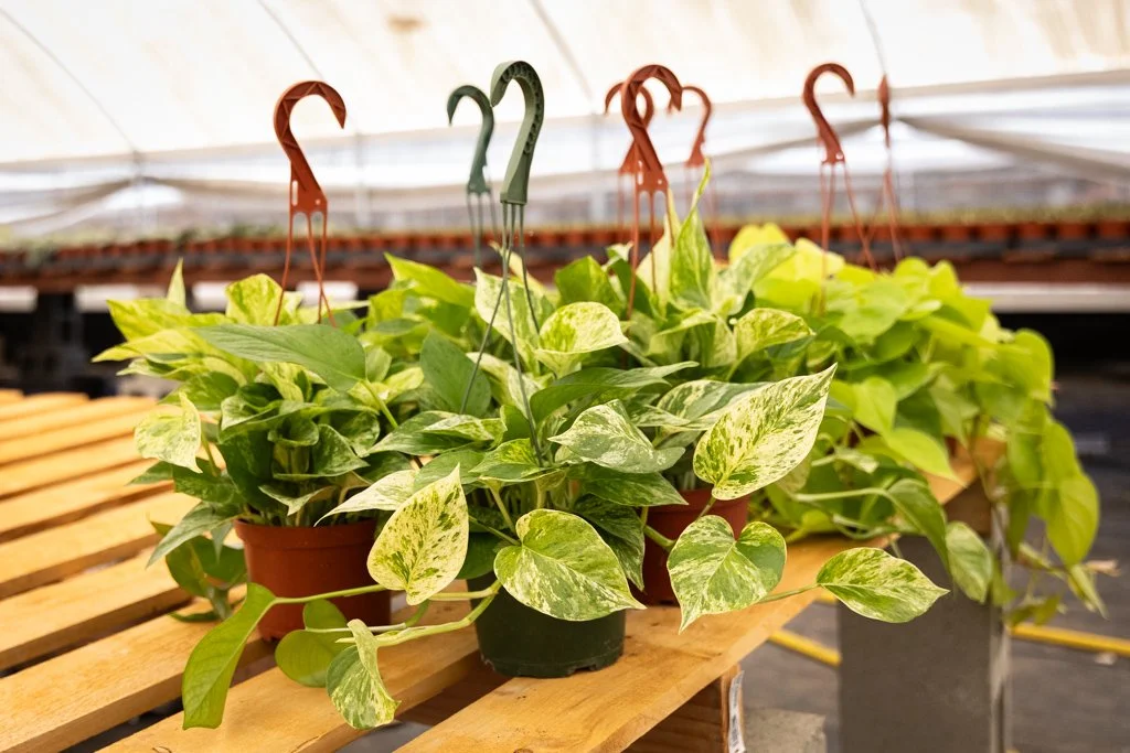 KDH Plant Growers-GreenhouseGallery-50.jpg