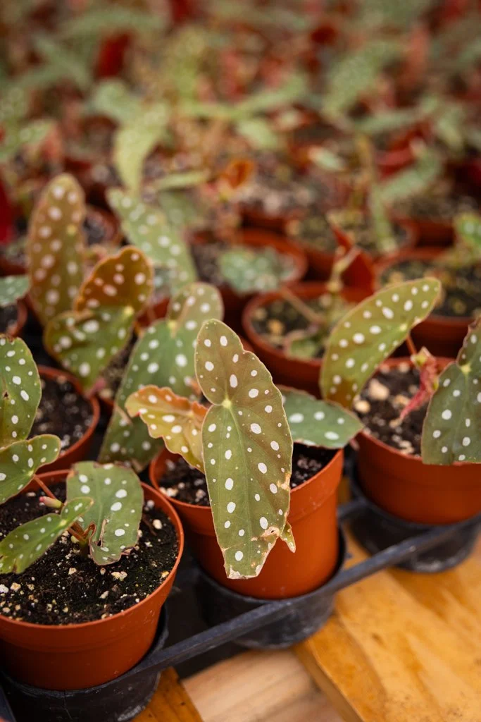 KDH Plant Growers-GreenhouseGallery-31.jpg