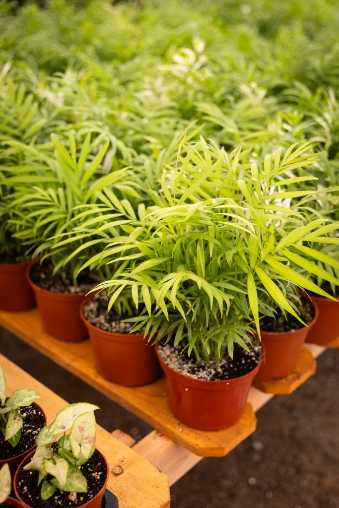 KDH Plant Growers-GreenhouseGallery-32.jpg